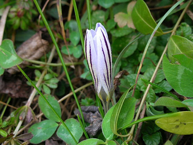 Crocus biflorus / Zafferano selvatico